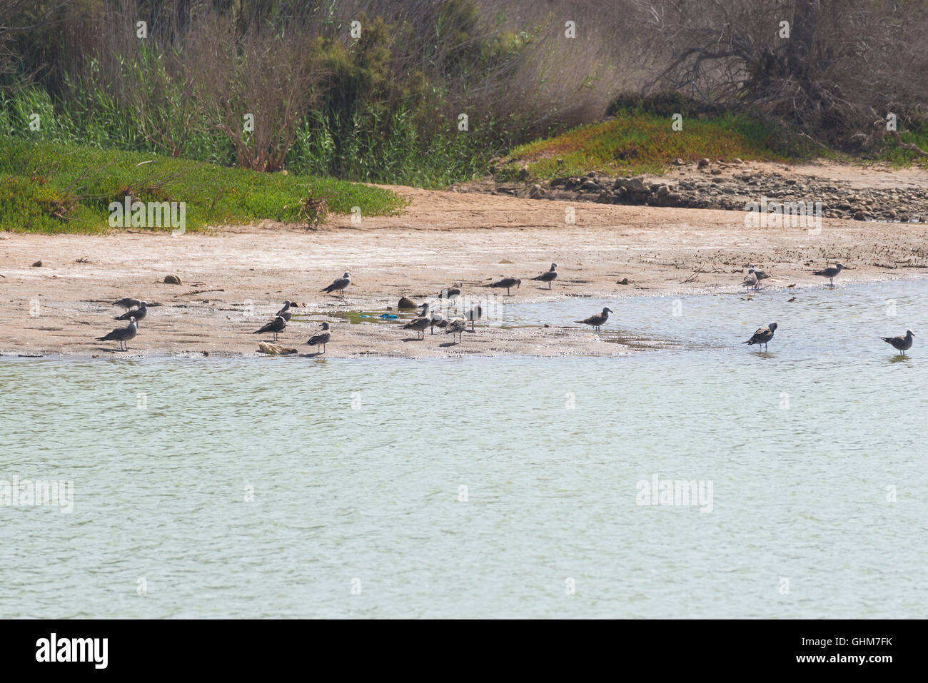 Charca de Maspalomas (stagno Maspalomas) nella grande isola delle Canarie Foto Stock