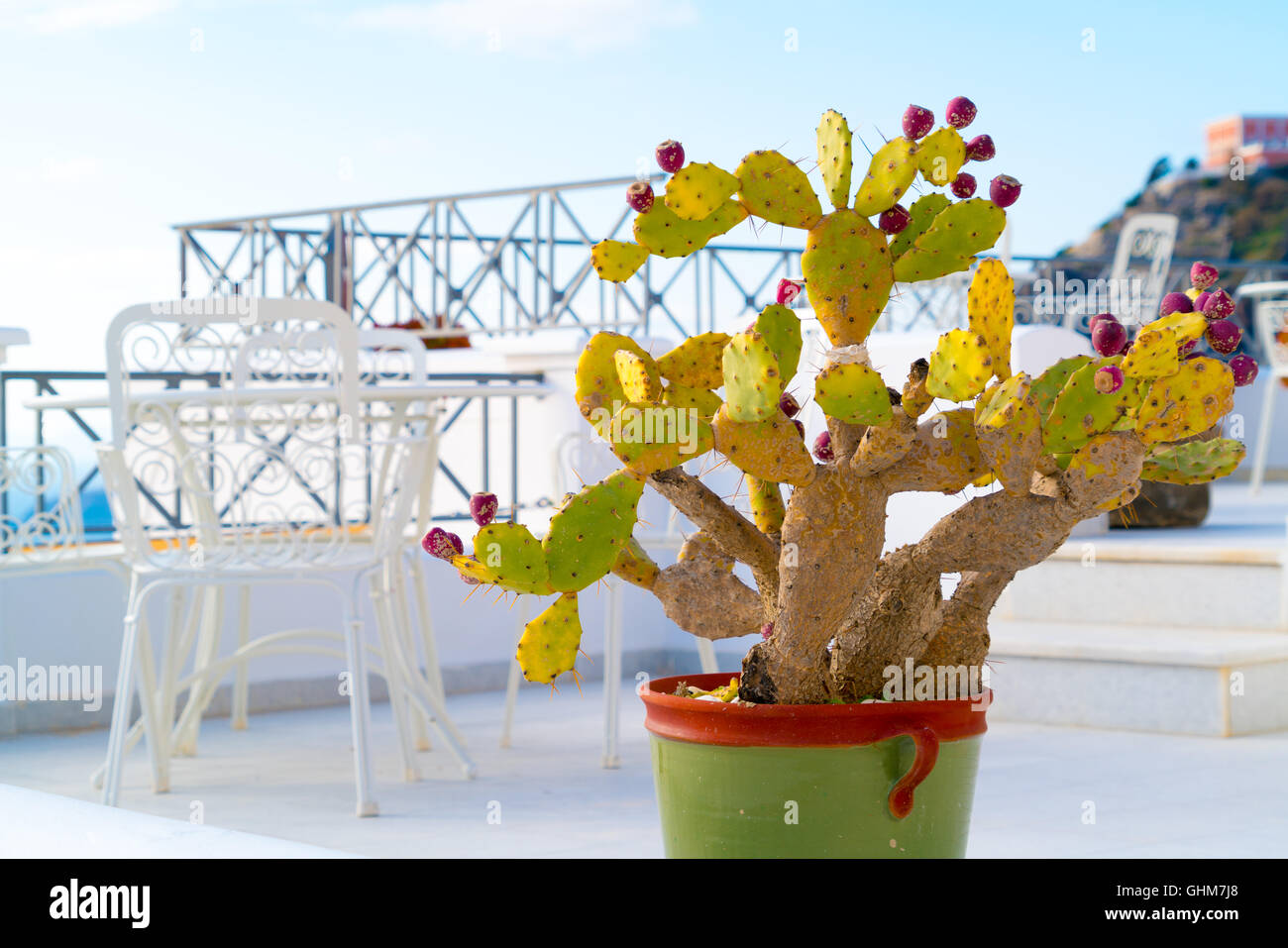 Il decor cactus in vasi di fiori Foto Stock