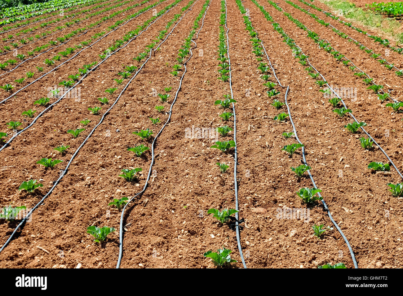 Letto con giovani piante Foto Stock