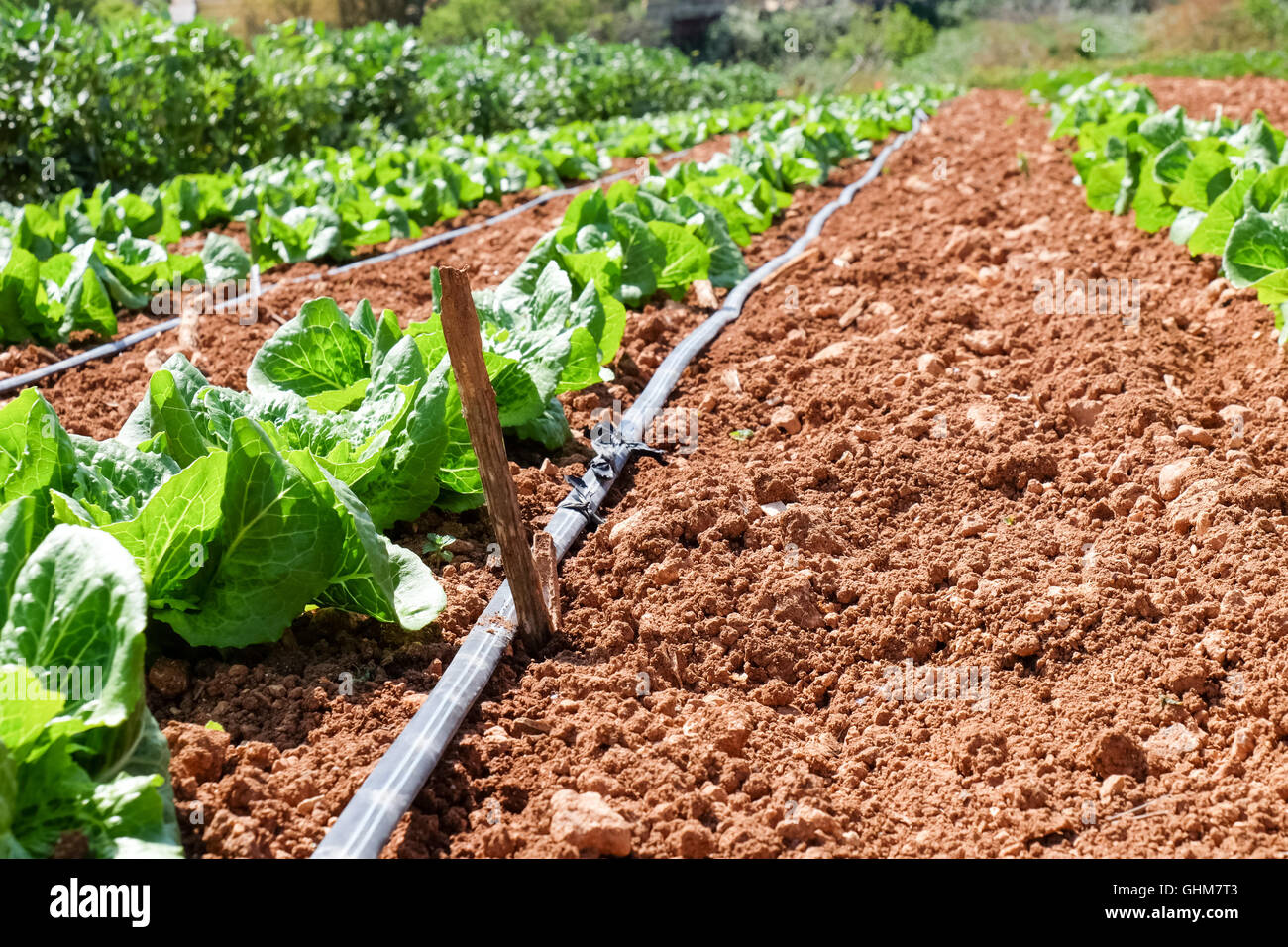 Letto con giovani piante Foto Stock