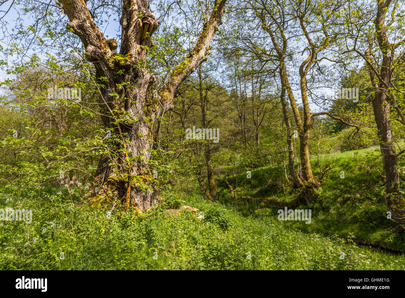 Albero esterno natura campagna uk gran bretagna Foto Stock