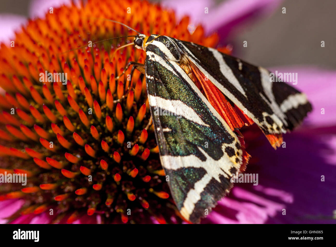 Jersey Tiger Butterfly Euplagia quadripunctaria su farfalla di coneflower viola su Echinacea purpurea farfalla sul cono di coneflower Foto Stock