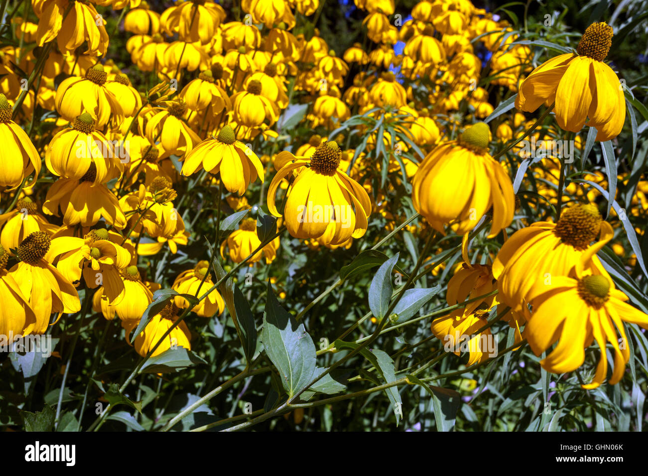 Foglia di taglio Coneflower Rudbeckia laciniata 'Herbstsonne' confine, Gloriosa Daisy coneflowers, Rudbeckia 'Herbstsonne' Foto Stock