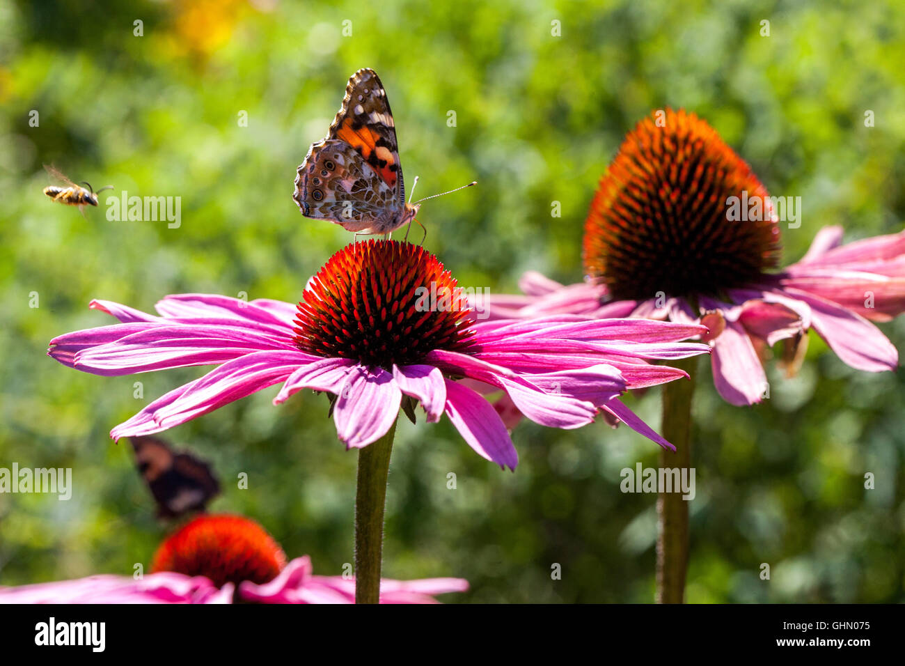 Farfalla Vanessa cardui dipinta su fiore viola Echinacea purpurea "Magnus" European Honey Bee che vola a fiorire Foto Stock