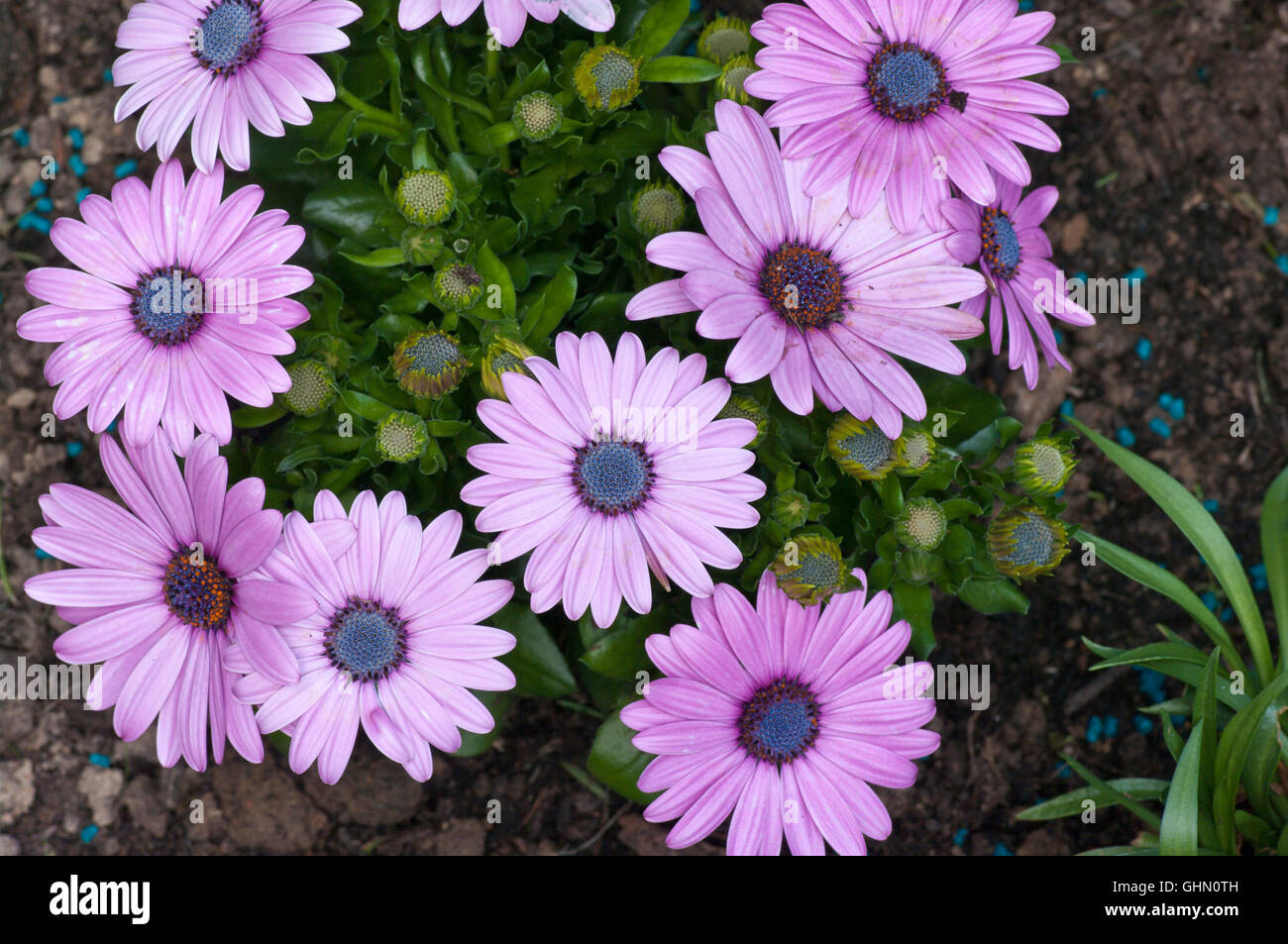 Violetta africana di margherite Osteospermums Foto Stock