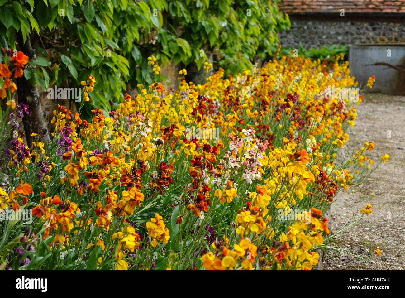 Orange Wallflowers lettiera di piante in un lungo confine. Foto Stock