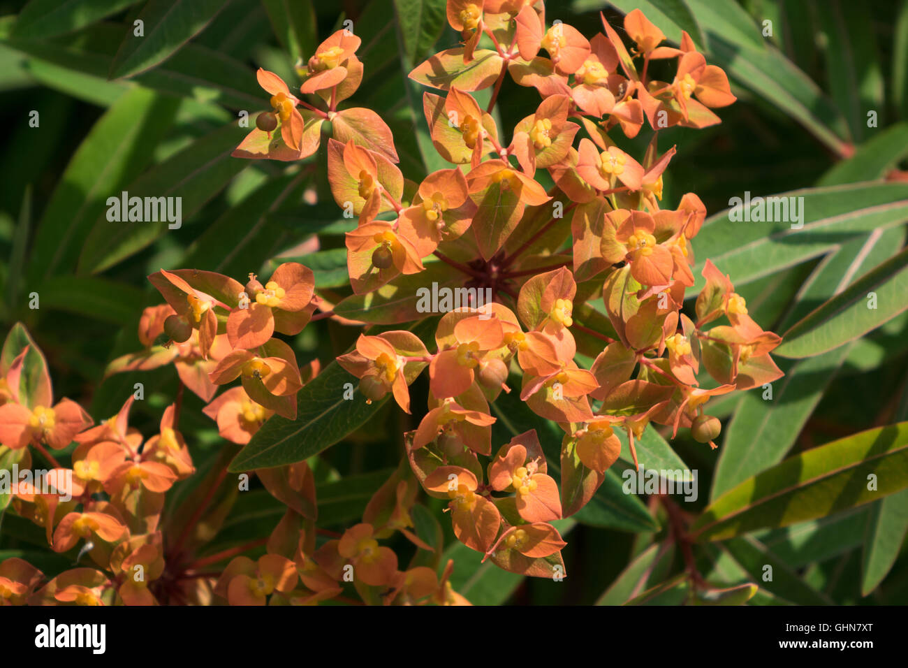 Orange Euphorbia fiori Foto Stock