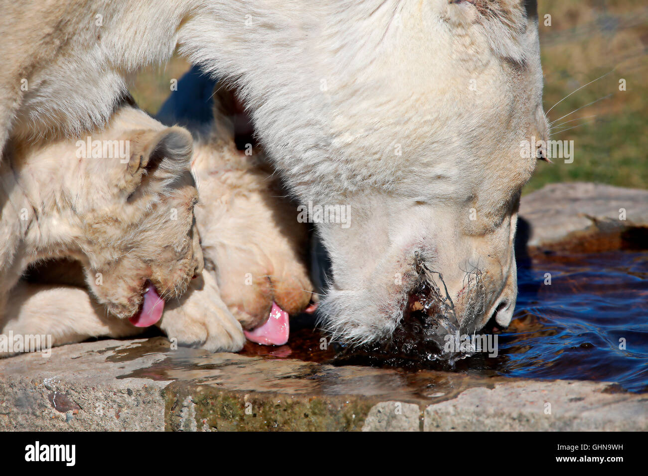 Leonessa bianca (Panthera leo) acqua potabile con i cuccioli a Drakenstein Lion Park, Paarl, Western Cape, Sud Africa Foto Stock