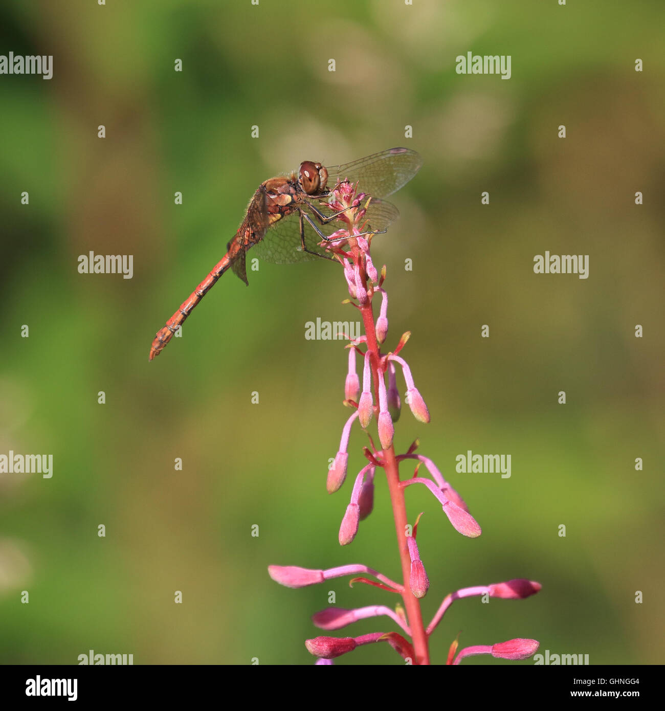 Una Libellula rossa appoggiata su un fiore rosa Foto Stock
