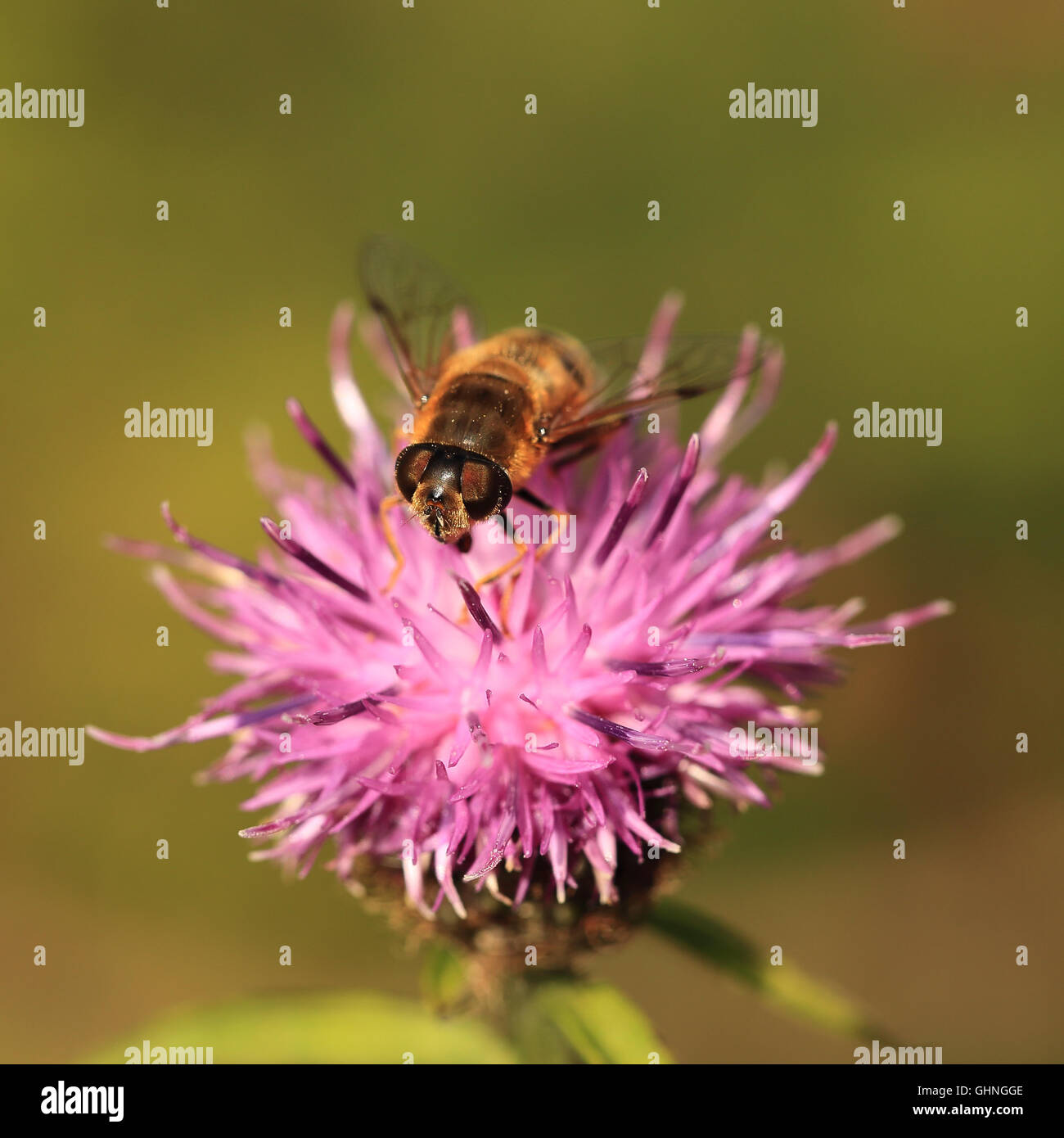 Bee appoggiata su un fiore rosa Foto Stock