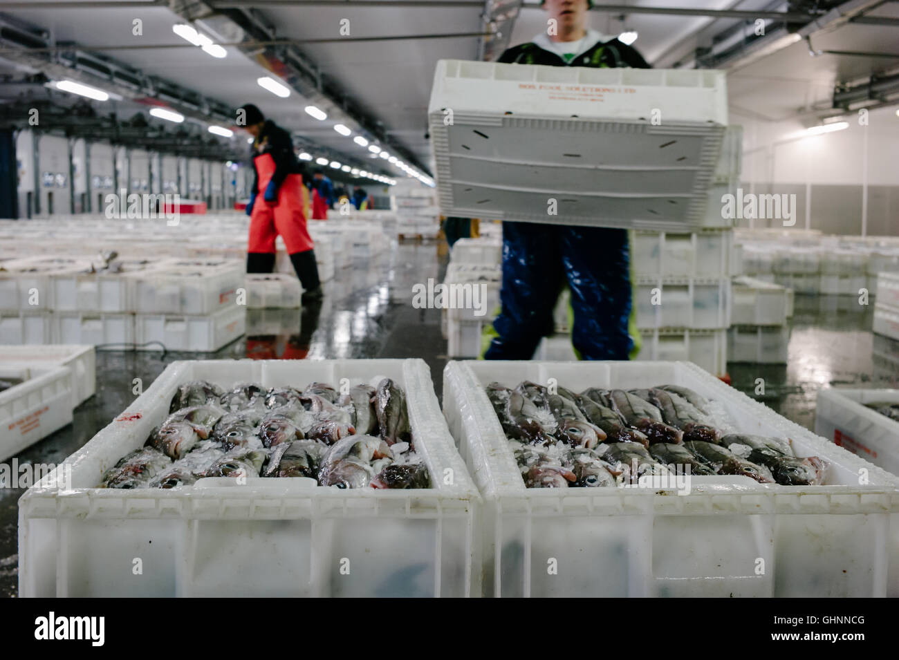 I pescatori del Mare del Nord che sbarcano le loro catture di eglefino da vendere sul mercato del pesce di Peterhead. Foto Stock