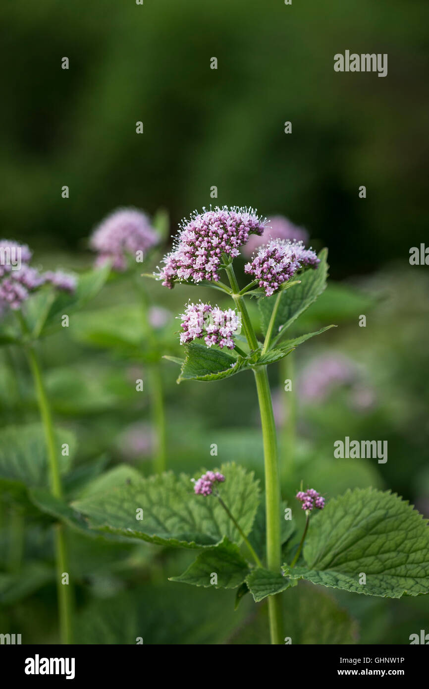 Maggiore Burnett Sassifraga (Pimpinella major) Foto Stock