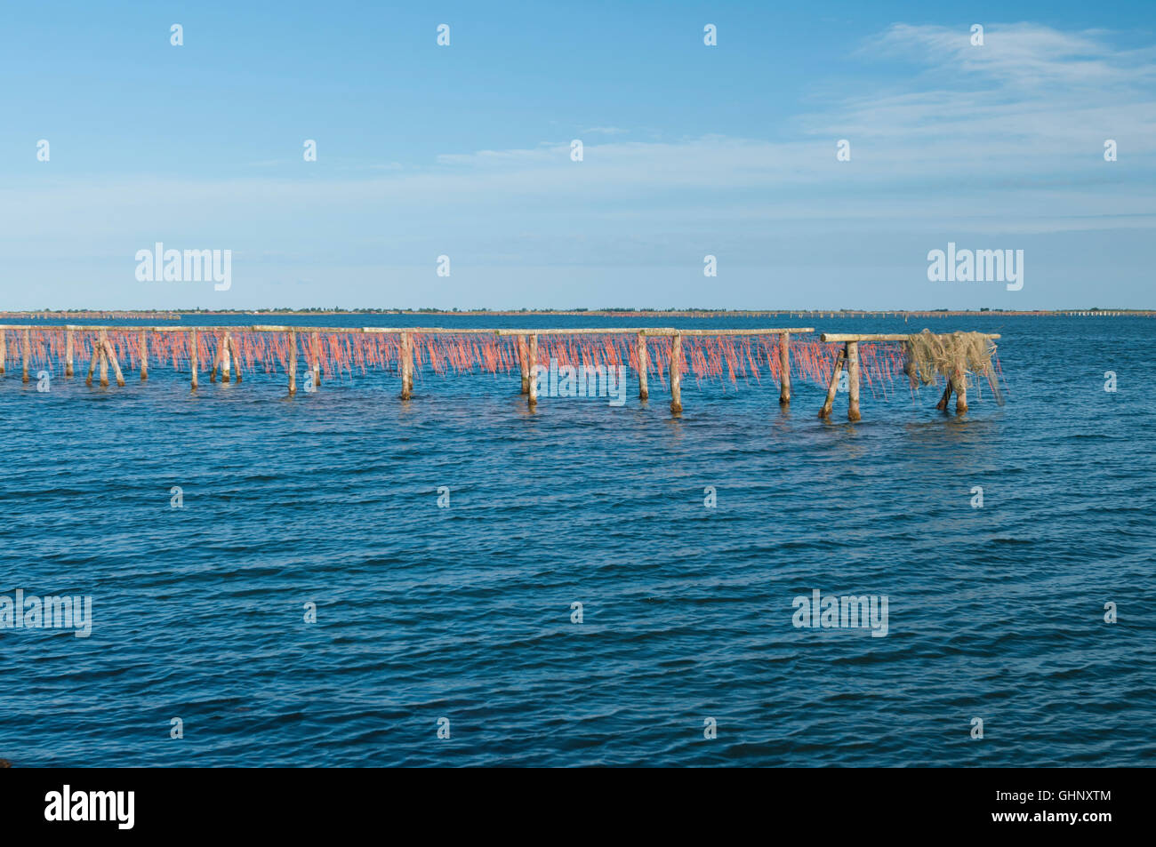 La coltivazione di cozze alla Laguna di Scardovari, Po estuario del fiume, Rovigo, Italia Foto Stock