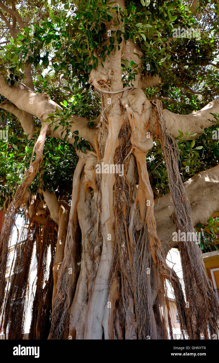 Ficus macrophylla tree in piedi di Aguilas, Spagna Foto Stock