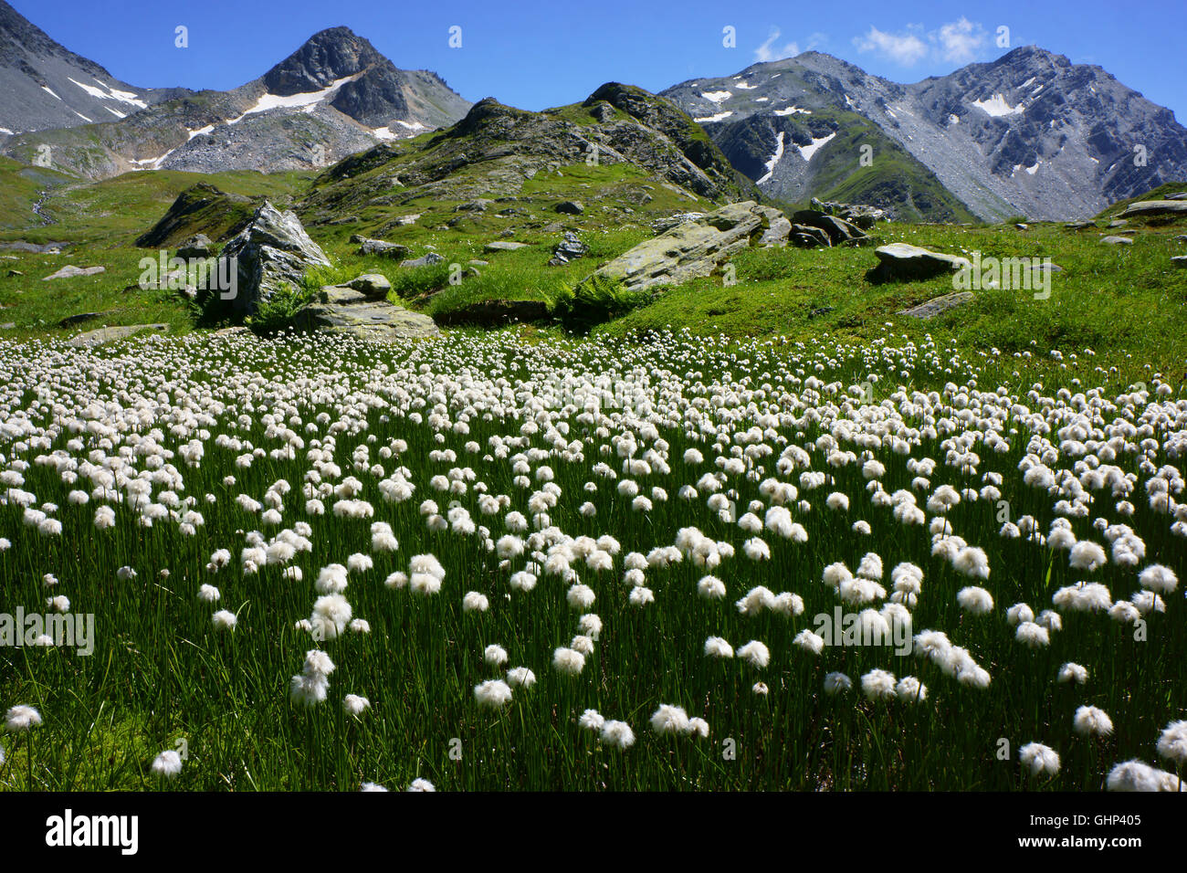 Cottonflowers vicino a Lac de Fenetres, Grand Saint Bernhard montagne, Val Ferret valle, sulle Alpi del Vallese, Svizzera Foto Stock