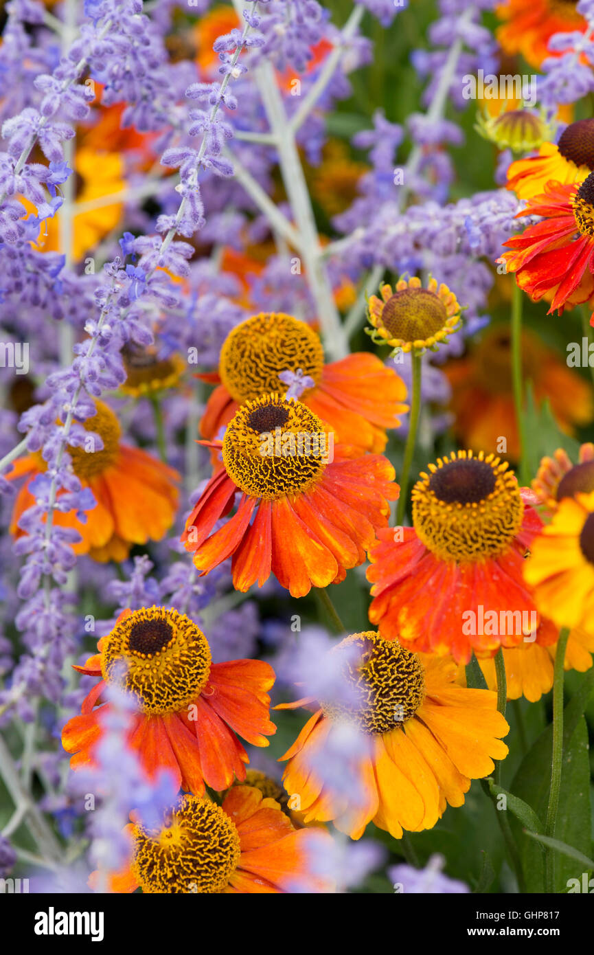 Helenium sahin presto flowerer. Fiori Sneezeweed tra il russo salvia Foto Stock