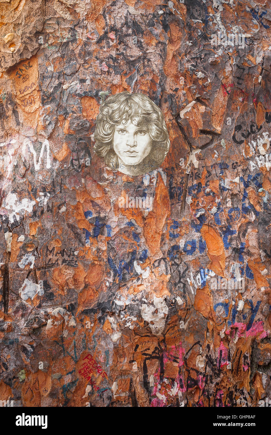 Parigi Jim Morrison immagine ad albero, dettaglio della corteccia di un graffiti-coperta albero vicino alla tomba di Jim Morrison nel cimitero di Pere Lachaise di Parigi Francia Foto Stock