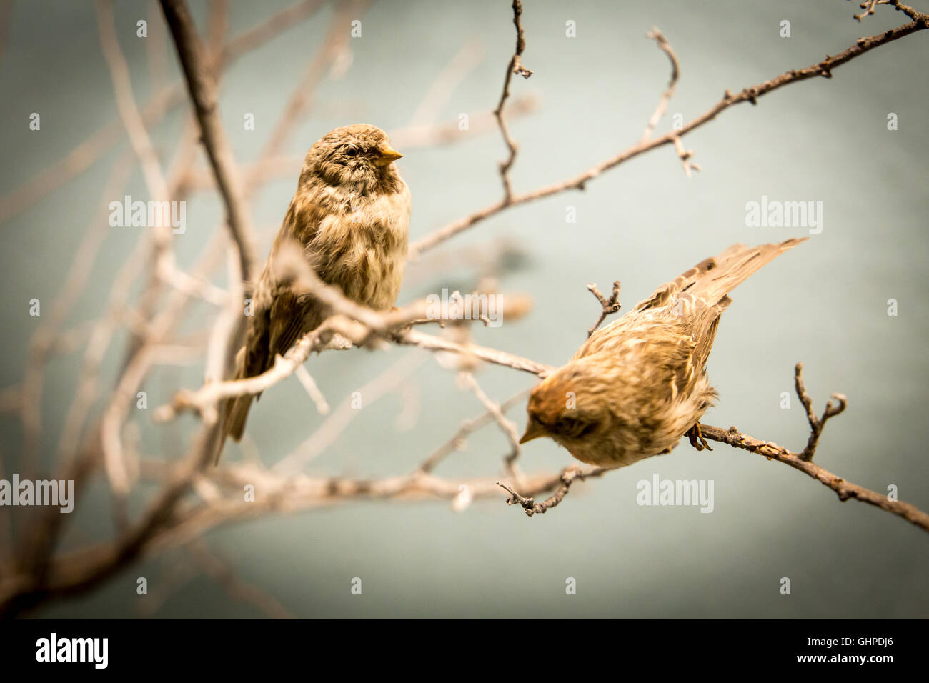 Sparrow esemplari di uccelli nel museo di storia naturale di Berlino, Germania Foto Stock