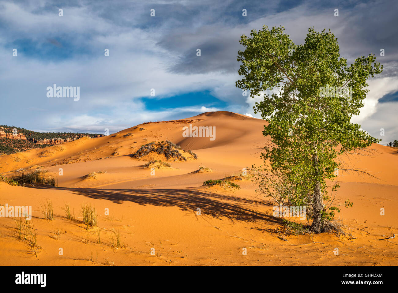 Fremont pioppi neri americani tree, hummocks aka grumi di piante a dune, tramonto, Coral Pink Sand Dunes State Park, Utah, Stati Uniti d'America Foto Stock