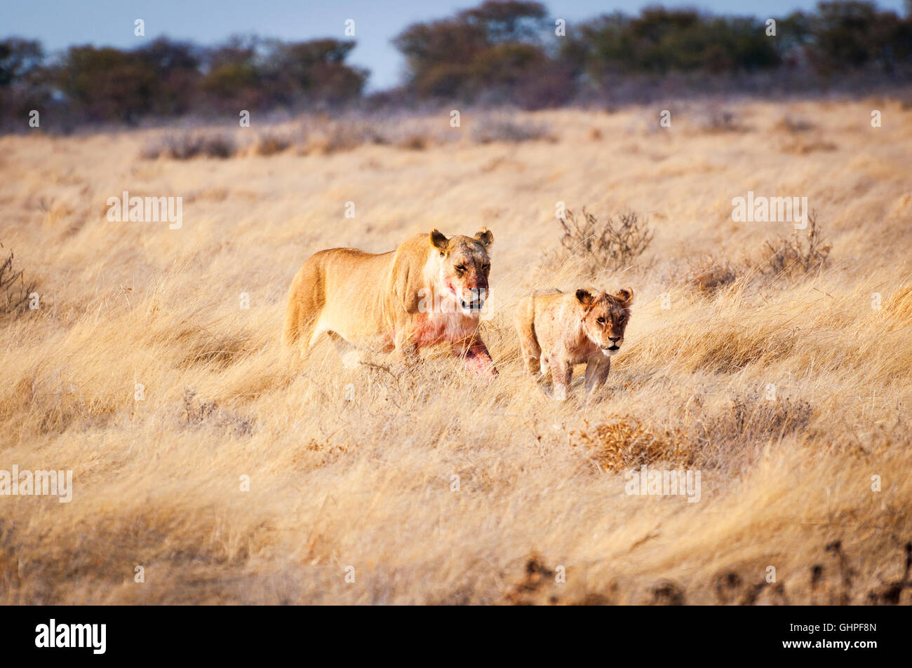 Una leonessa e un cub nel Parco Nazionale di Etosha, Namibia, Africa; Concetto per i viaggi in Africa e Safari Foto Stock