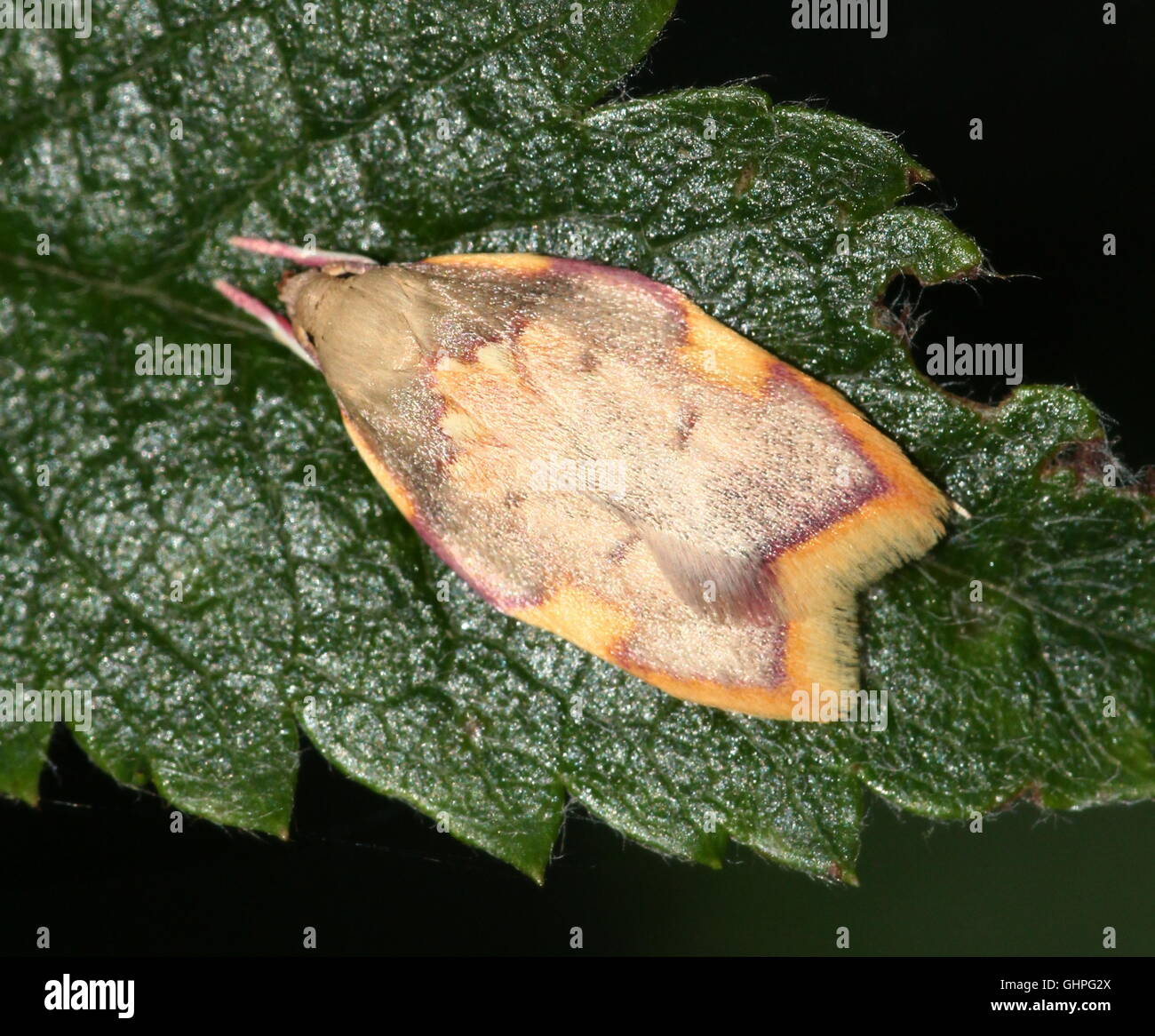 Rovere europeo falena lanterna (Carcina quercana), a.k.a. Dalle Lunghe Corna Piana corpo-falena o rovere skeletonizer moth Foto Stock