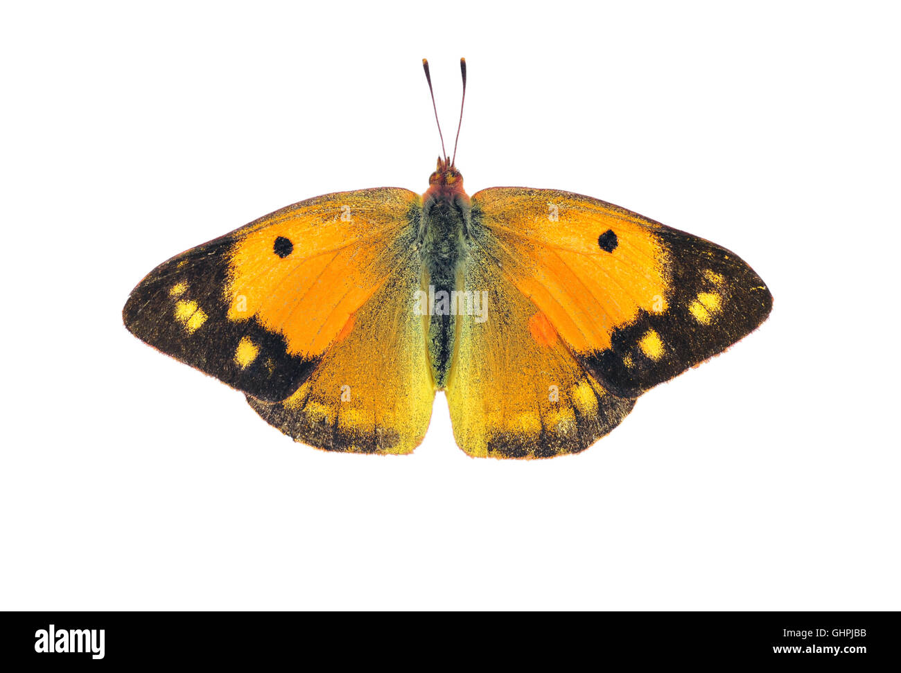 Dark offuscato giallo butterfly - femmina, su sfondo bianco Foto Stock