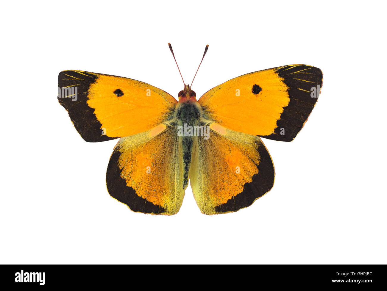 Dark offuscato giallo butterfly - maschio, su sfondo bianco Foto Stock