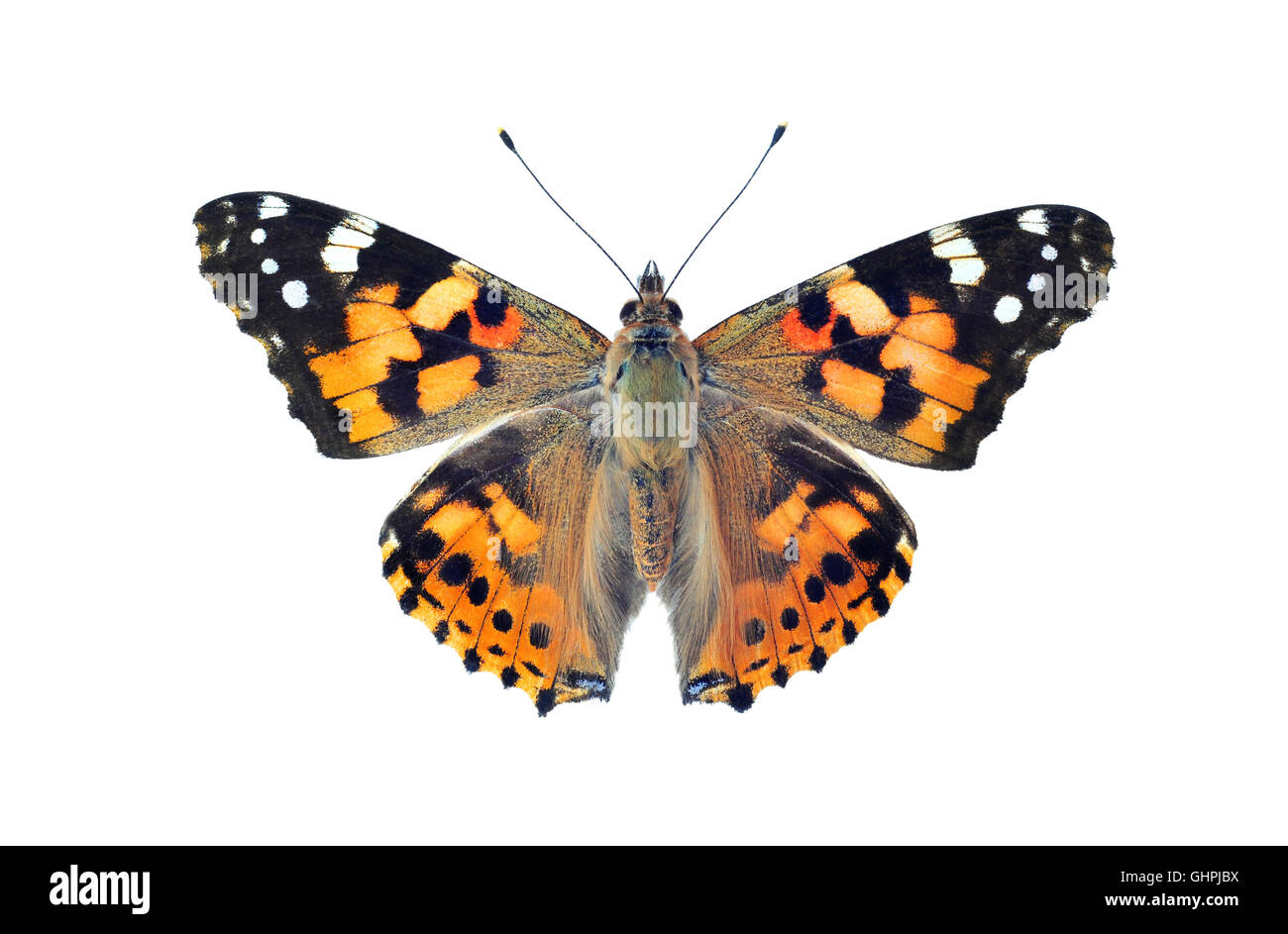 Dipinto di lady butterfly, isolati su sfondo bianco Foto Stock