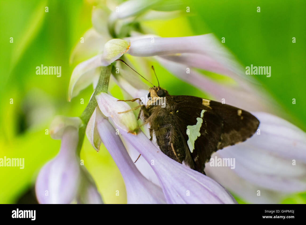 Silver Spotted Skipper, Epargyreus clarus, Butterfly Foto Stock
