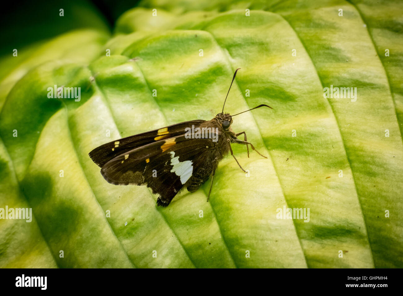 Silver Spotted Skipper, Epargyreus clarus, Butterfly Foto Stock