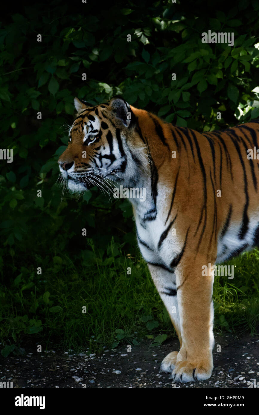 La ritrattistica di una tigre indiana (Panthera tigris), Foto Stock