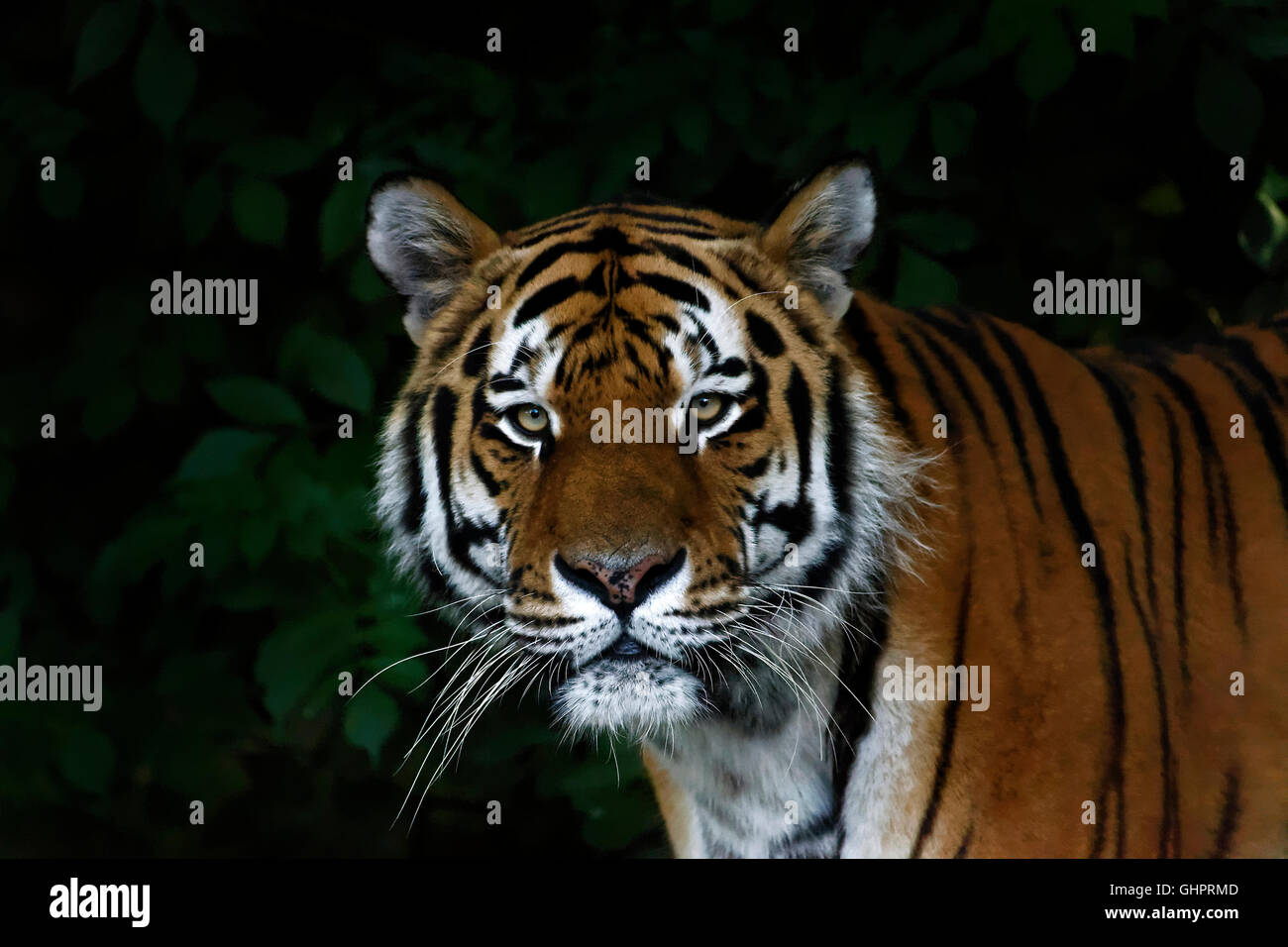 La ritrattistica di una tigre indiana (Panthera tigris), Foto Stock