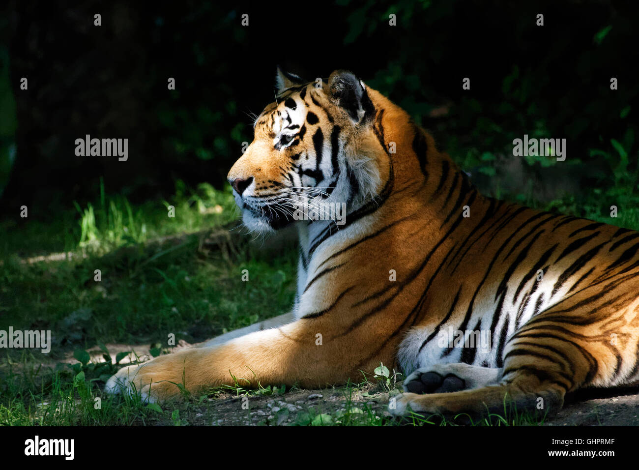 La ritrattistica di una tigre indiana (Panthera tigris), Foto Stock