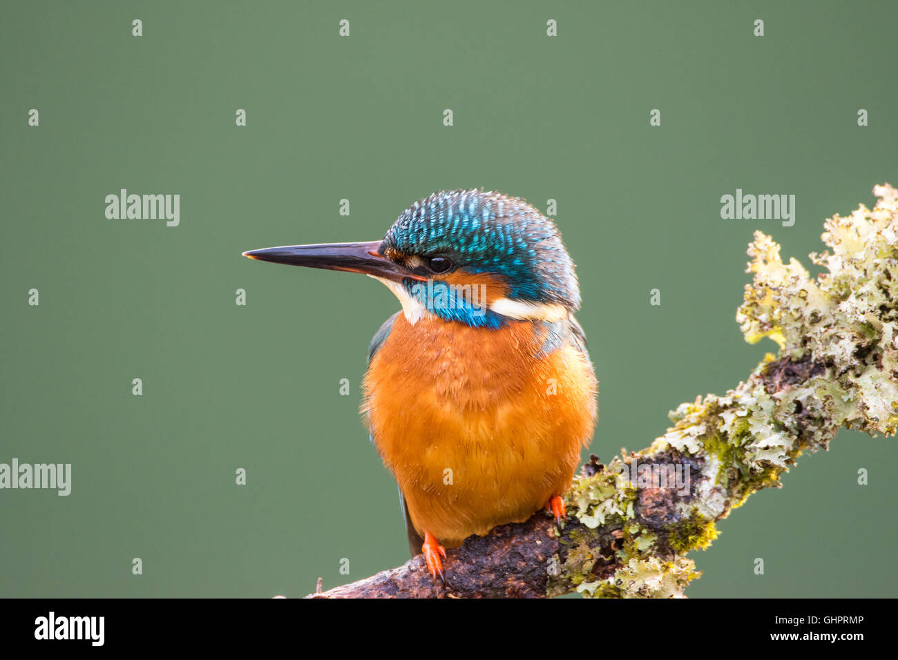 Comune Femmina Kingfisher (Alcedo atthis) appollaiato su un lichene ramo coperto guardando a sinistra Foto Stock