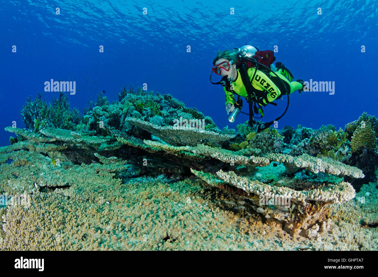 Acropora hyacinthus, Coral reef con tavolo coral o pennello e coralli subacqueo, Zabargad Reef, El Gubal, Mar Rosso, Egitto Foto Stock