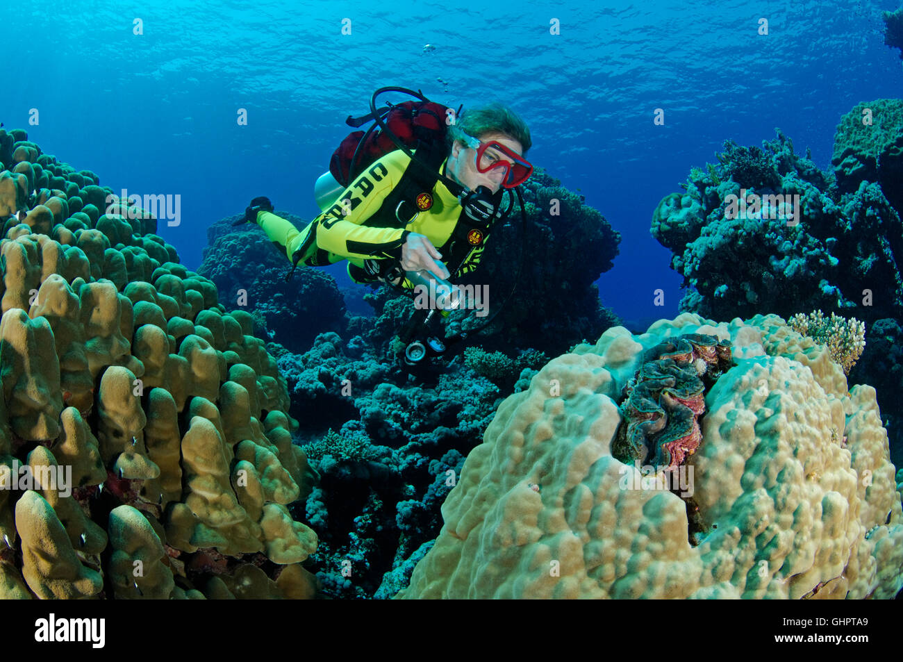 Porites sp., Coralreef con Hardcoral pietroso e coralli subacqueo, Zabargad Reef, El Gubal, Mar Rosso, Egitto, Africa Foto Stock