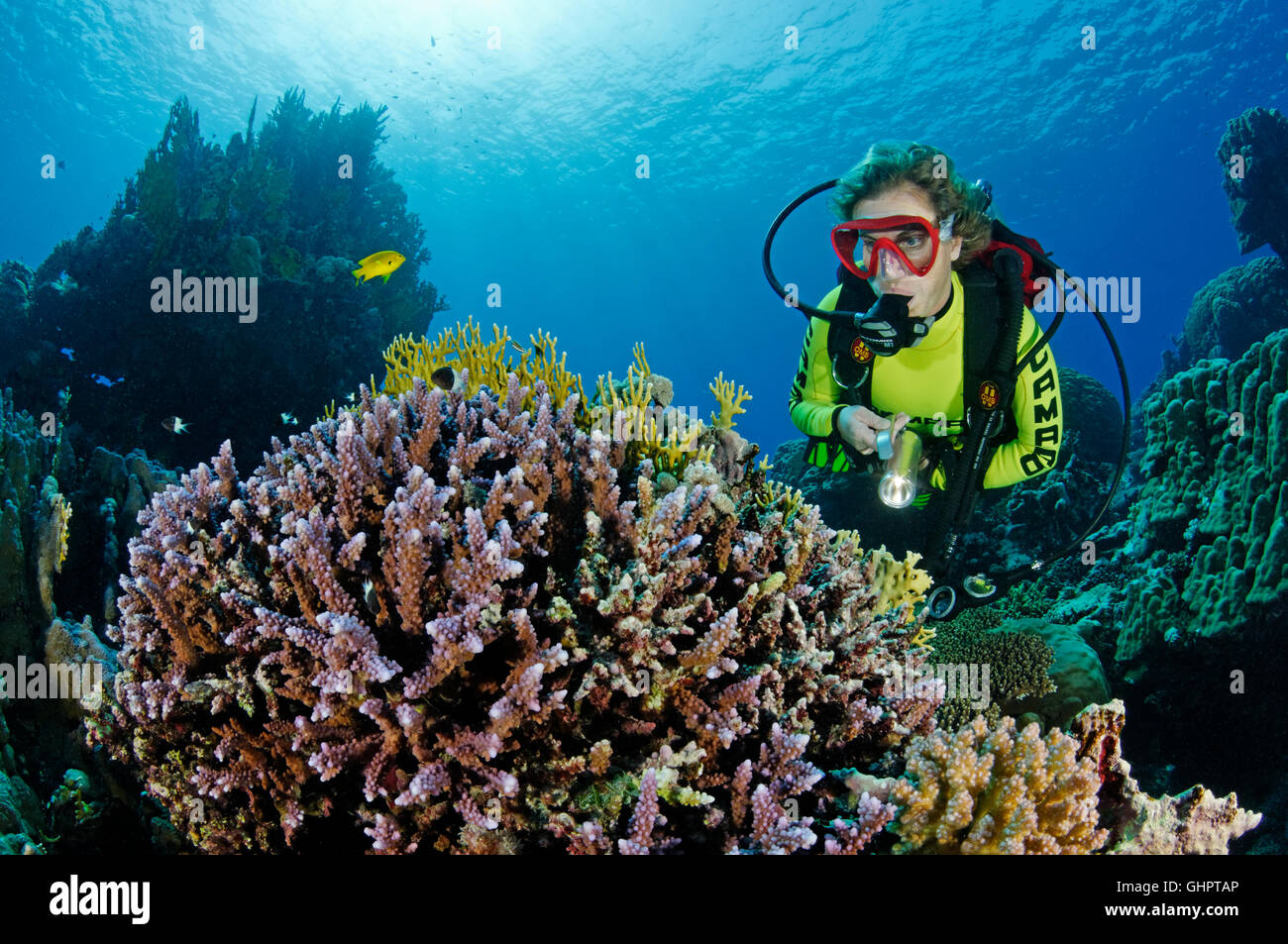 Acropora sp., pietra Coral reef e scuba diver, Zabargad Reef, El Gubal, Mar Rosso, Egitto, Africa Foto Stock