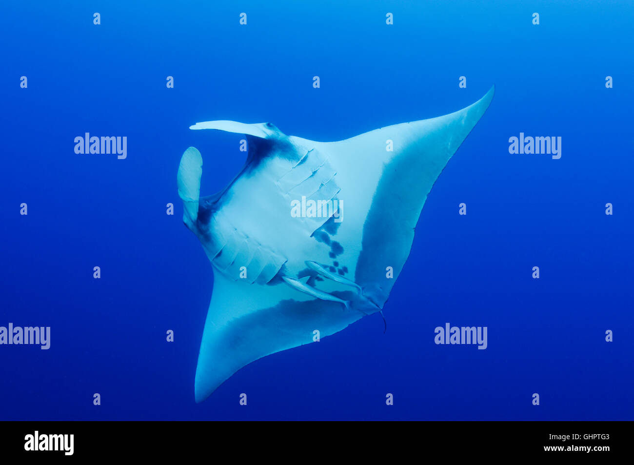 Manta birostris, Giant Manta Ray, devilray, piccolo fratello, fratello isole, fratelli, Mar Rosso, Egitto Foto Stock