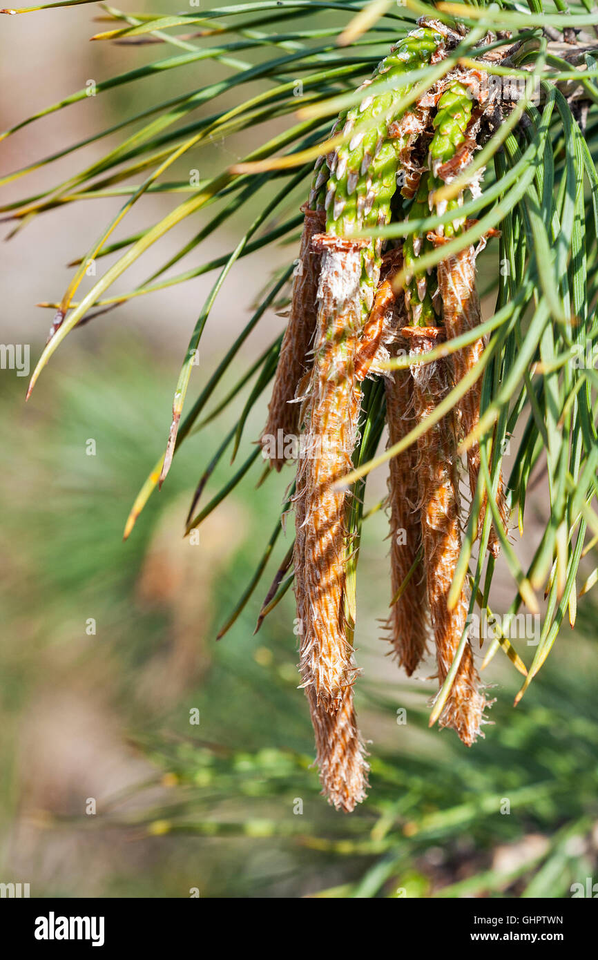 Giovani pine ( Pinus sylvestris ) closeup Foto Stock