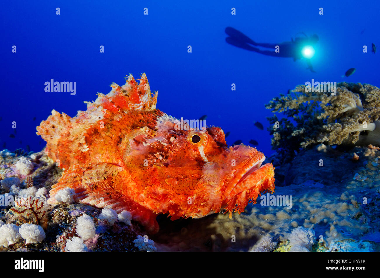 Scorpaenopsis oxycephala, Tassled scorfani e scuba diver, fratello isole, fratelli, Mar Rosso, Egitto, Africa Foto Stock