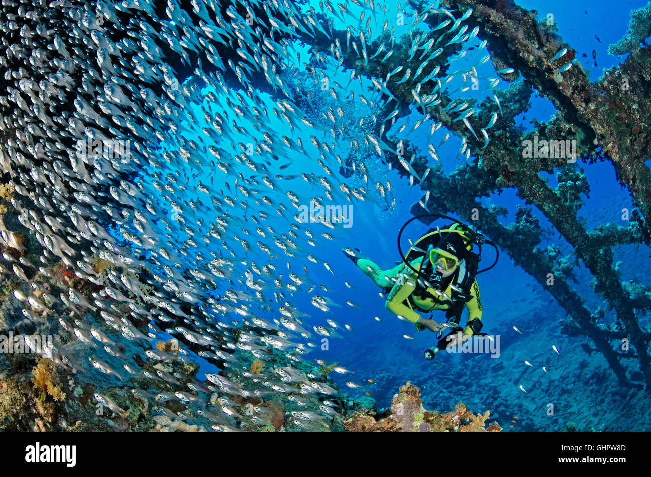 Naufragio SS Carnatic subacqueo in immersione sul relitto della nave, Hurghada, Shaab Abu Nuhas Reef, Carnatic relitto, Mar Rosso, Egitto, Africa Foto Stock