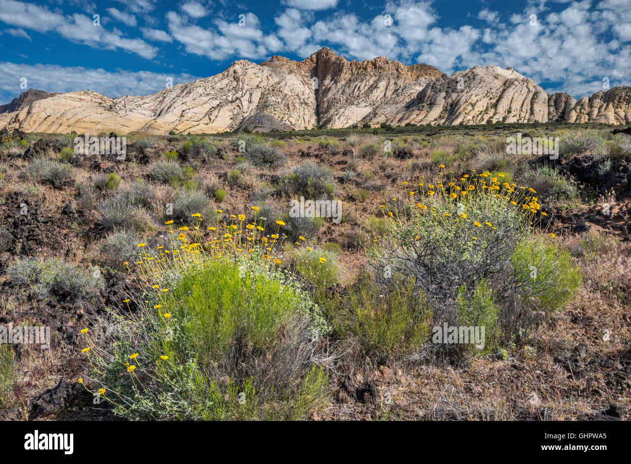 Le calendule blooming a rocce vulcaniche, bianco arenaria Navajo formazioni rocciose, Flusso di Lava Trail, Snow Canyon State Park, Utah, Stati Uniti d'America Foto Stock