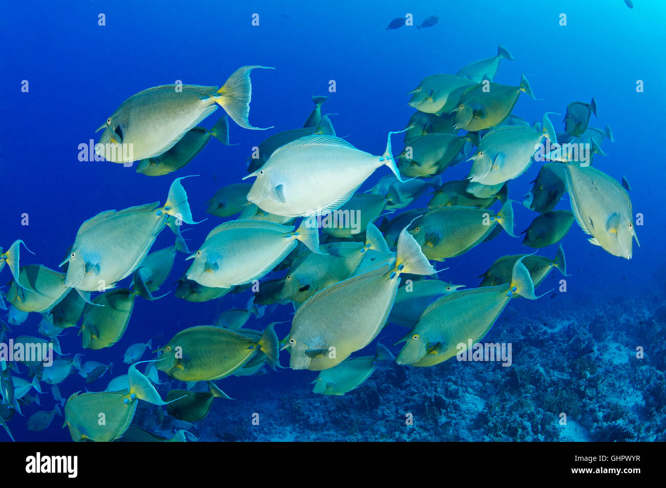 Naso unicornis, Bluespine unicornfish, Ras Mohammed, Mar Rosso, Egitto, Africa Foto Stock