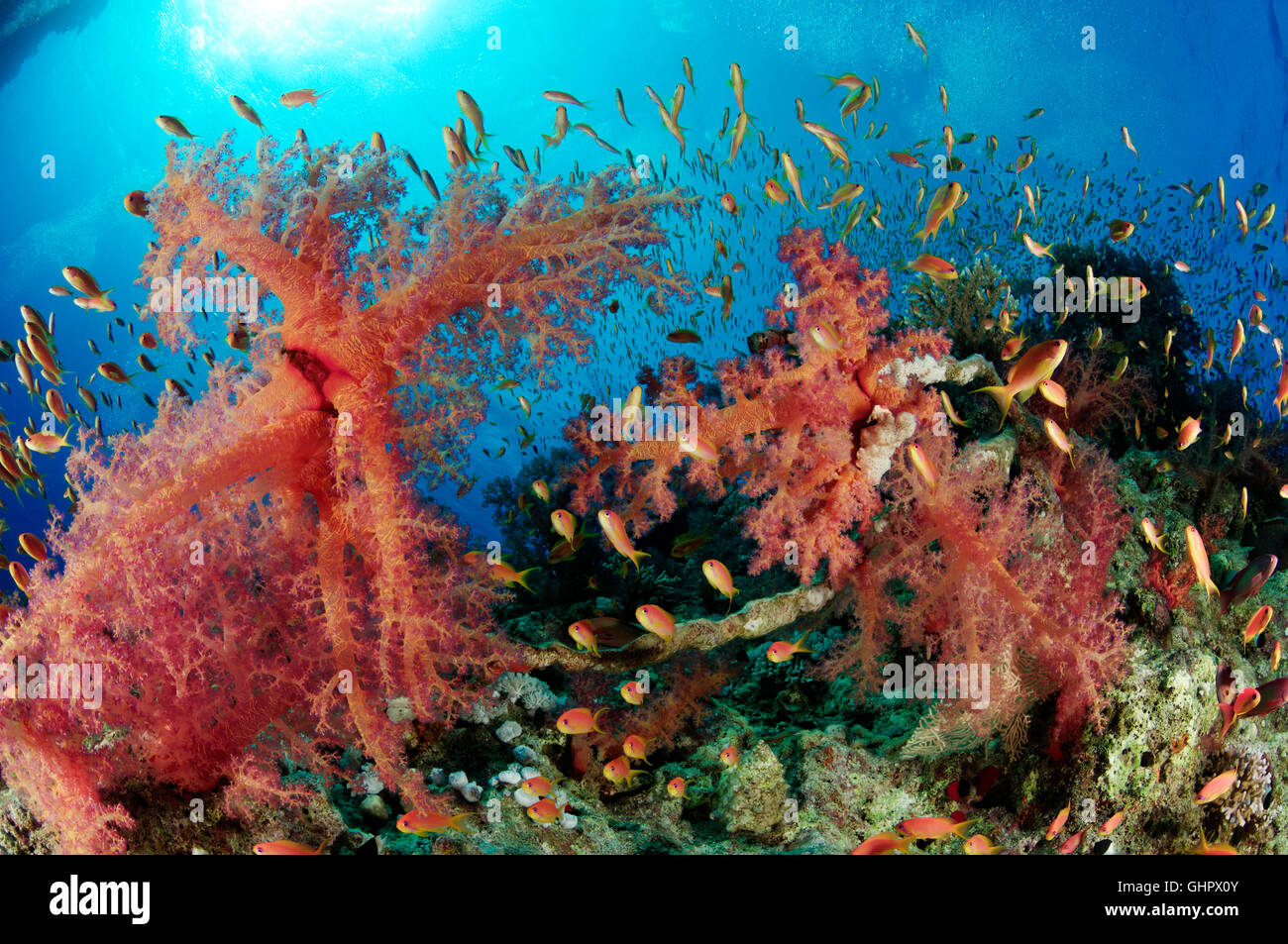 Coral reef con Hemprichs morbido rosso corallo ad albero e Orange Basslet o mare Goldie, Hurghada, Isola Giftun Reef, Mar Rosso, Egitto Foto Stock