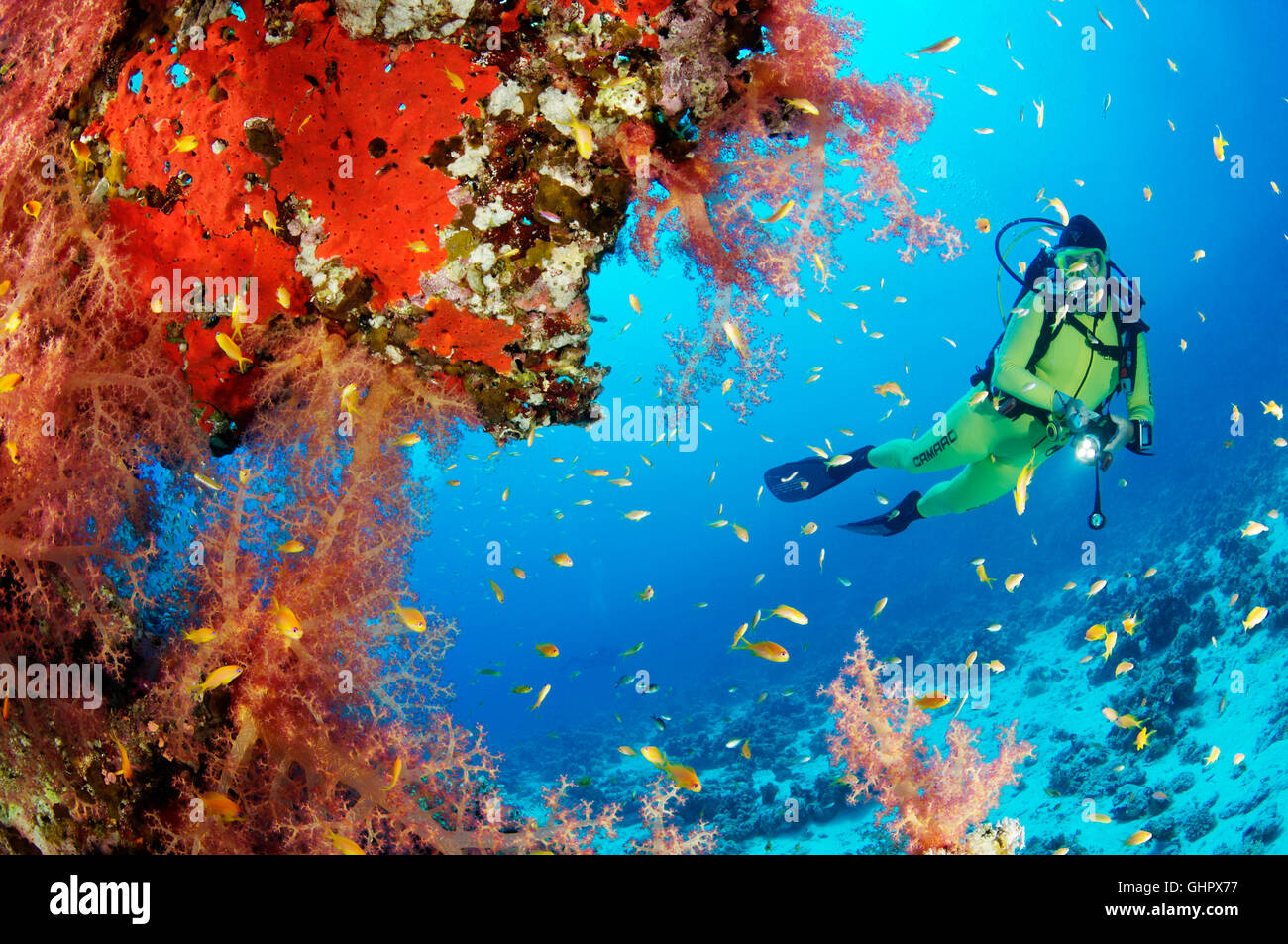 Coral reef con Hemprichs morbido rosso corallo ad albero e scuba diver, Hurghada, Isola Giftun Reef, Mar Rosso, Egitto Foto Stock