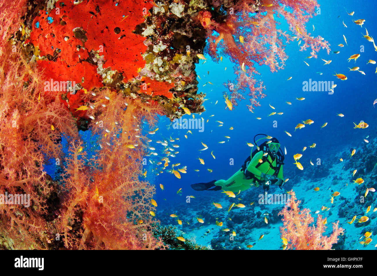 Coral reef con Hemprichs morbido rosso corallo ad albero e scuba diver, Hurghada, Isola Giftun Reef, Mar Rosso, Egitto Foto Stock