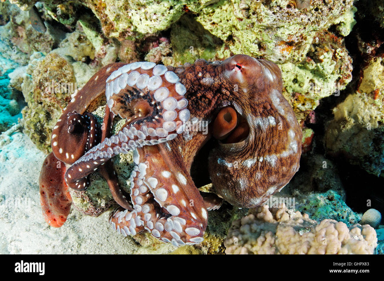 Macropus Callistoctopus, bianco macchiato il polpo, Hurghada, Isola Giftun Reef, Mar Rosso, Egitto, Africa Foto Stock