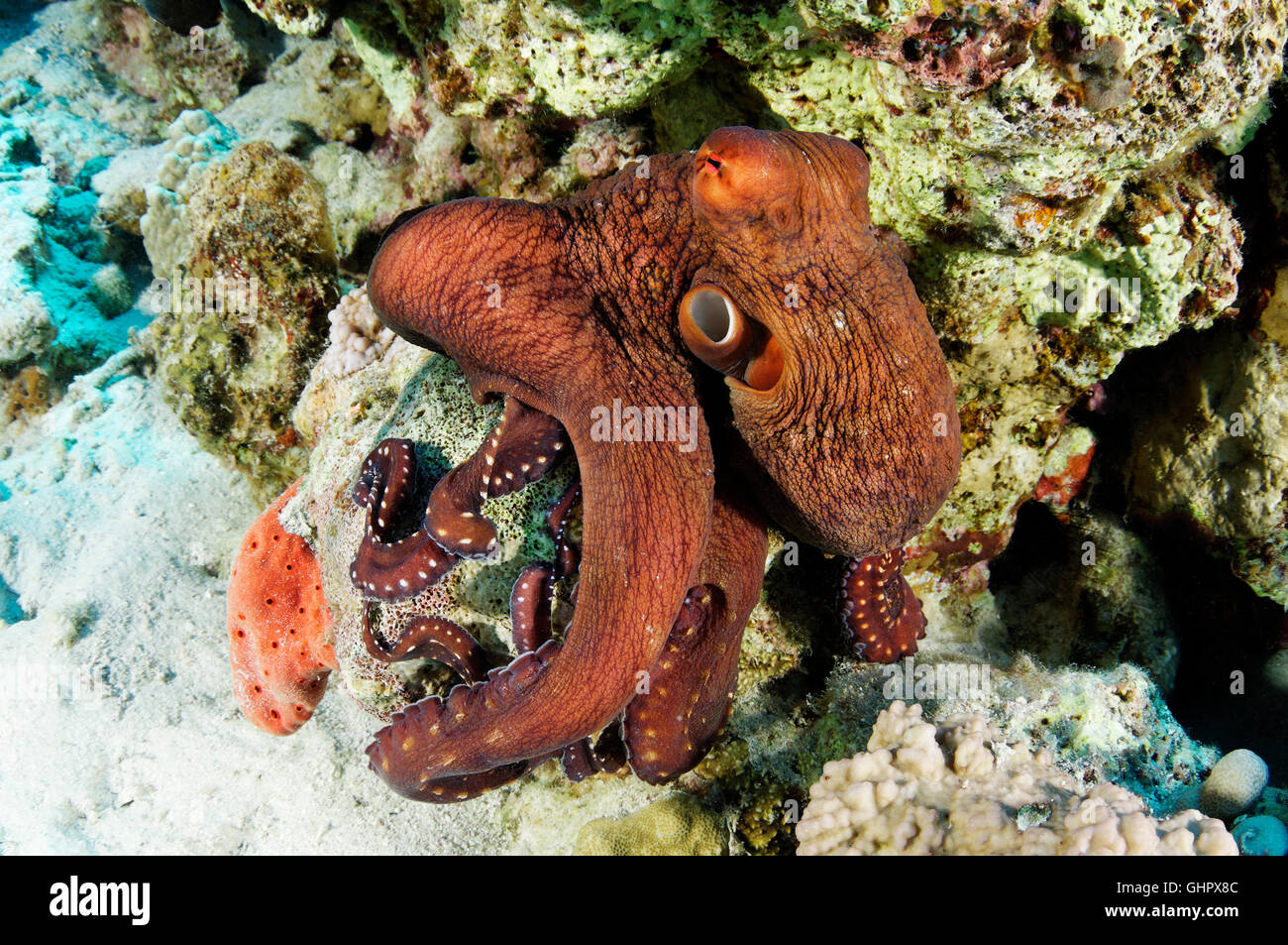 Macropus Callistoctopus, bianco macchiato il polpo, Hurghada, Isola Giftun Reef, Mar Rosso, Egitto, Africa Foto Stock