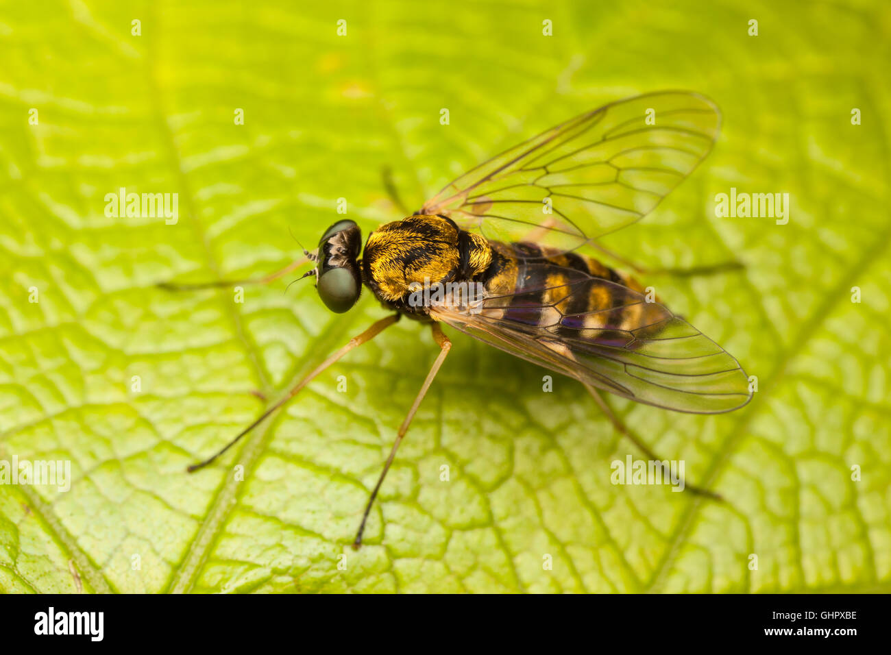 Una femmina di ornati beccaccino Fly (Chrysopilus ornatus) posatoi su una foglia. Foto Stock