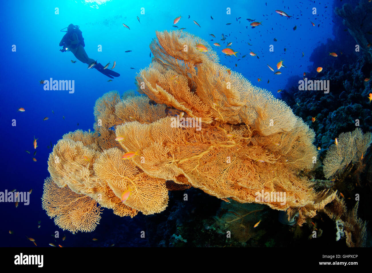Coral reef con il gigante di gorgonie e ventilatore di mare e subacqueo, Hurghada, Isola Giftun Reef, Mar Rosso, Egitto Foto Stock